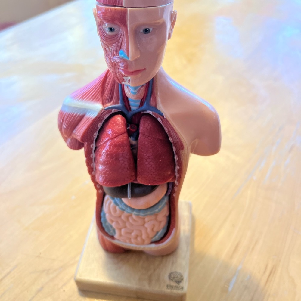 Anatomical Torso Model with Removable Organs